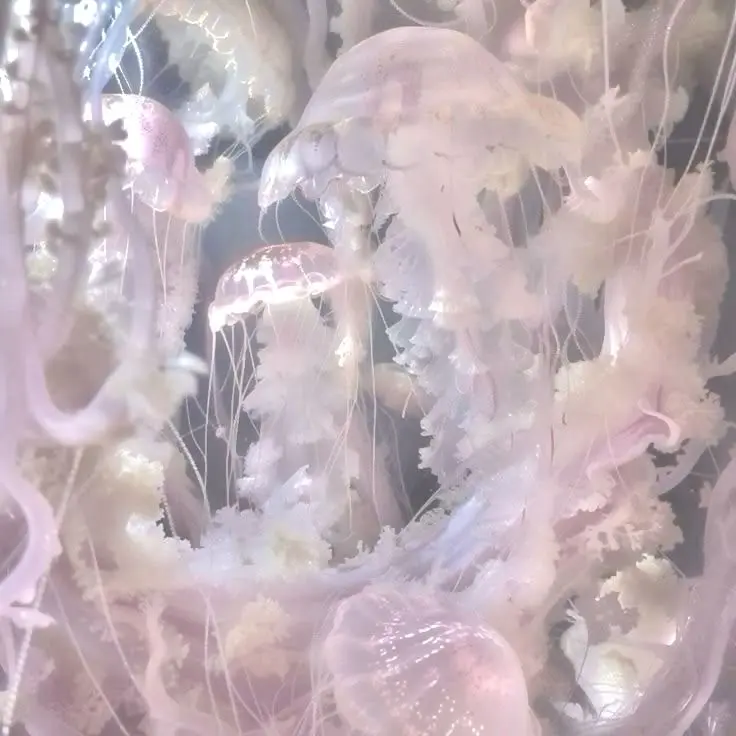 Petiter_.als의 범람하는 무기력함은 달콤한 환각제!