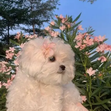 Profile image of ミンハオ