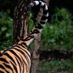 Profile image of Thorne