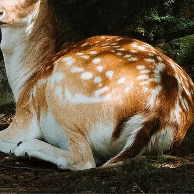 Profile image of Cove