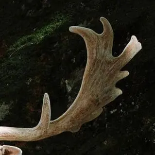 Profile image of Kestrel