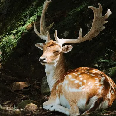 Profile image of Zale