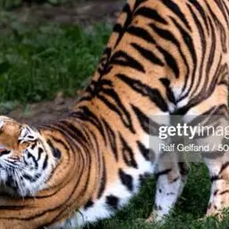 Profile image of Cassian