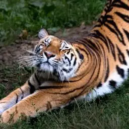 Profile image of Juno