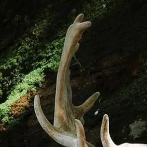 Profile image of Vesper