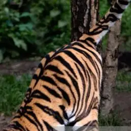 Profile image of Sola