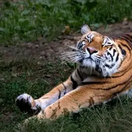 Profile image of Marlowe