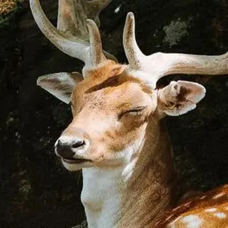 Profile image of Raze