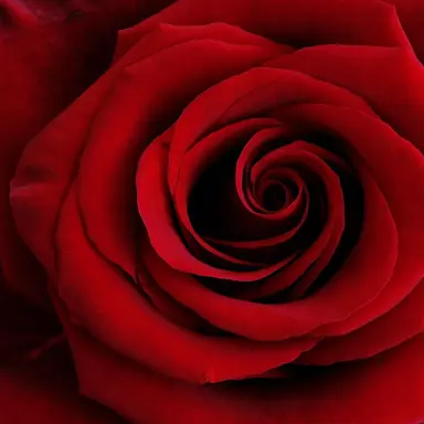Profile image of 라더