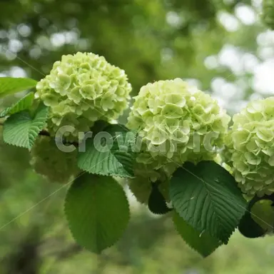 Profile image of 공룡
