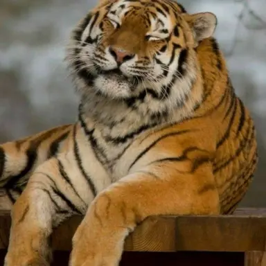 Profile image of Arti