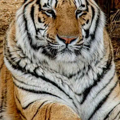 Profile image of Beden