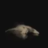 Profile image of 진가루