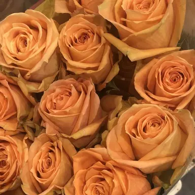 Profile image of 코마