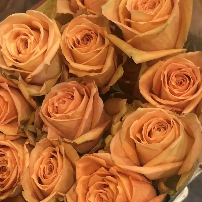 MOARMY7557의 딜러 코마