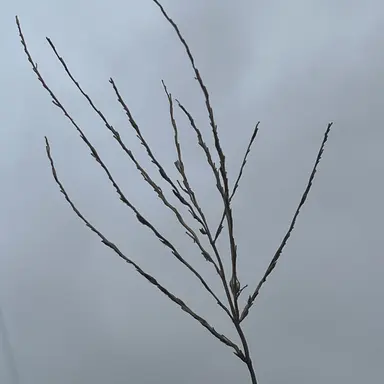 Profile image of ブリ子