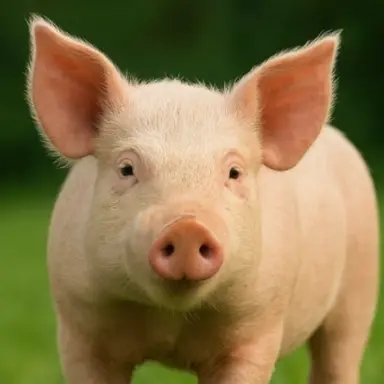 Profile image of 이정일 선생