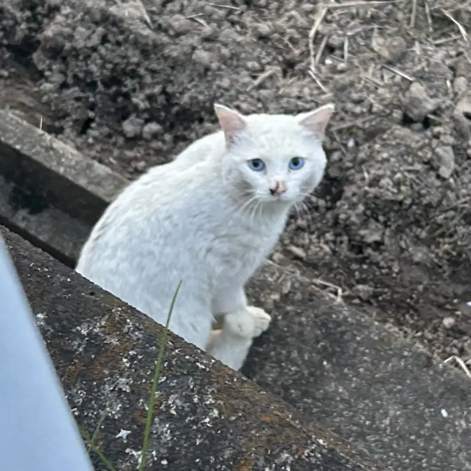 RapierCamel6843의 珍しい野良猫との出会い