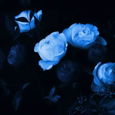 Profile image of 파이브