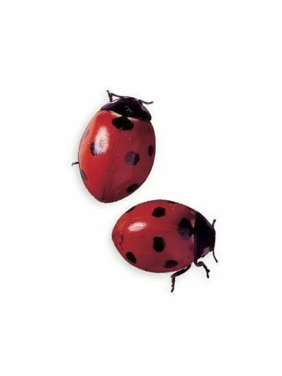 Redln의 ㅤ