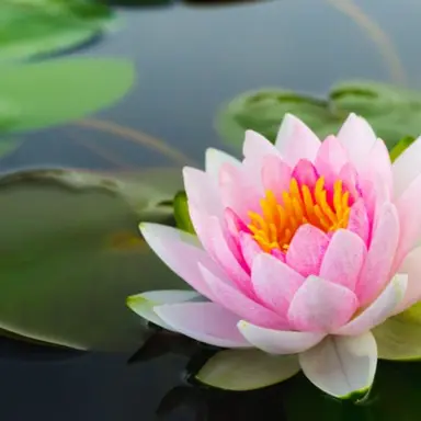 Profile image of 睡蓮