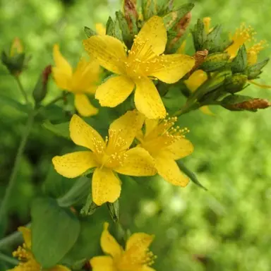 Profile image of 弟切草