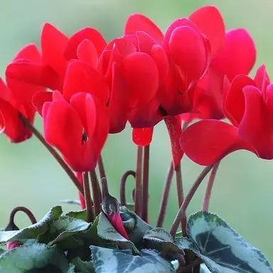 Profile image of 篝火花