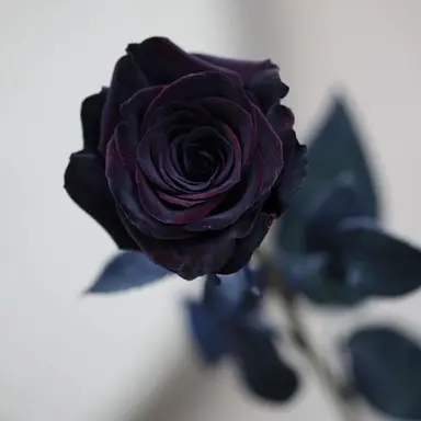 Profile image of 薔薇