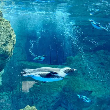 Profile image of 松田元太