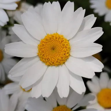 Profile image of 김각별