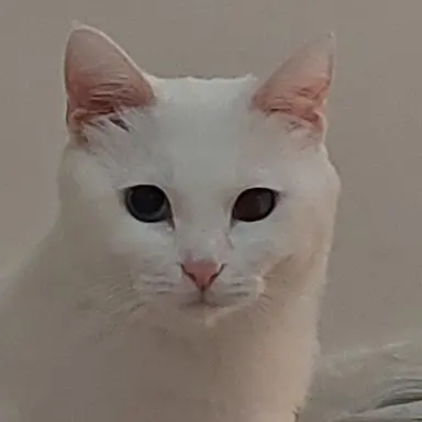 Profile image of 고양이 고고프렌즈