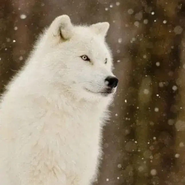 HumaneStage7917의 TF141 - Arctic Wolf