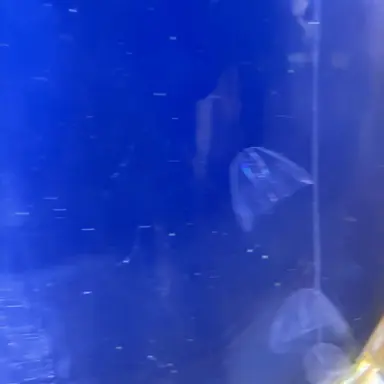 Profile image of アルフレッド