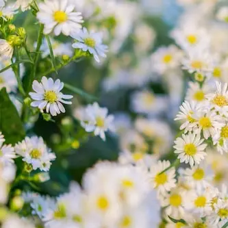 Profile image of 픽셀리