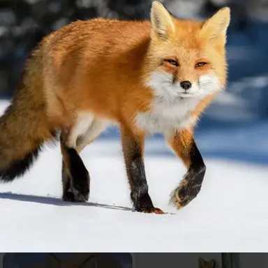 Profile image of 여우