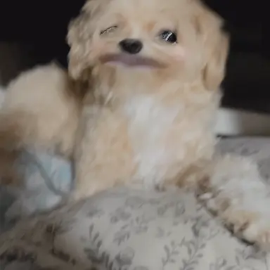 Profile image of 길강아지