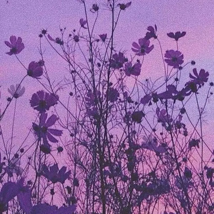 violet_의 호시나 소우시로