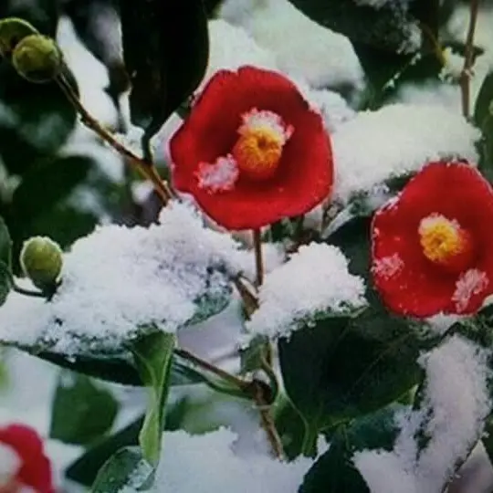 dolbbang의 Four Seasons Garden - Dongbaek