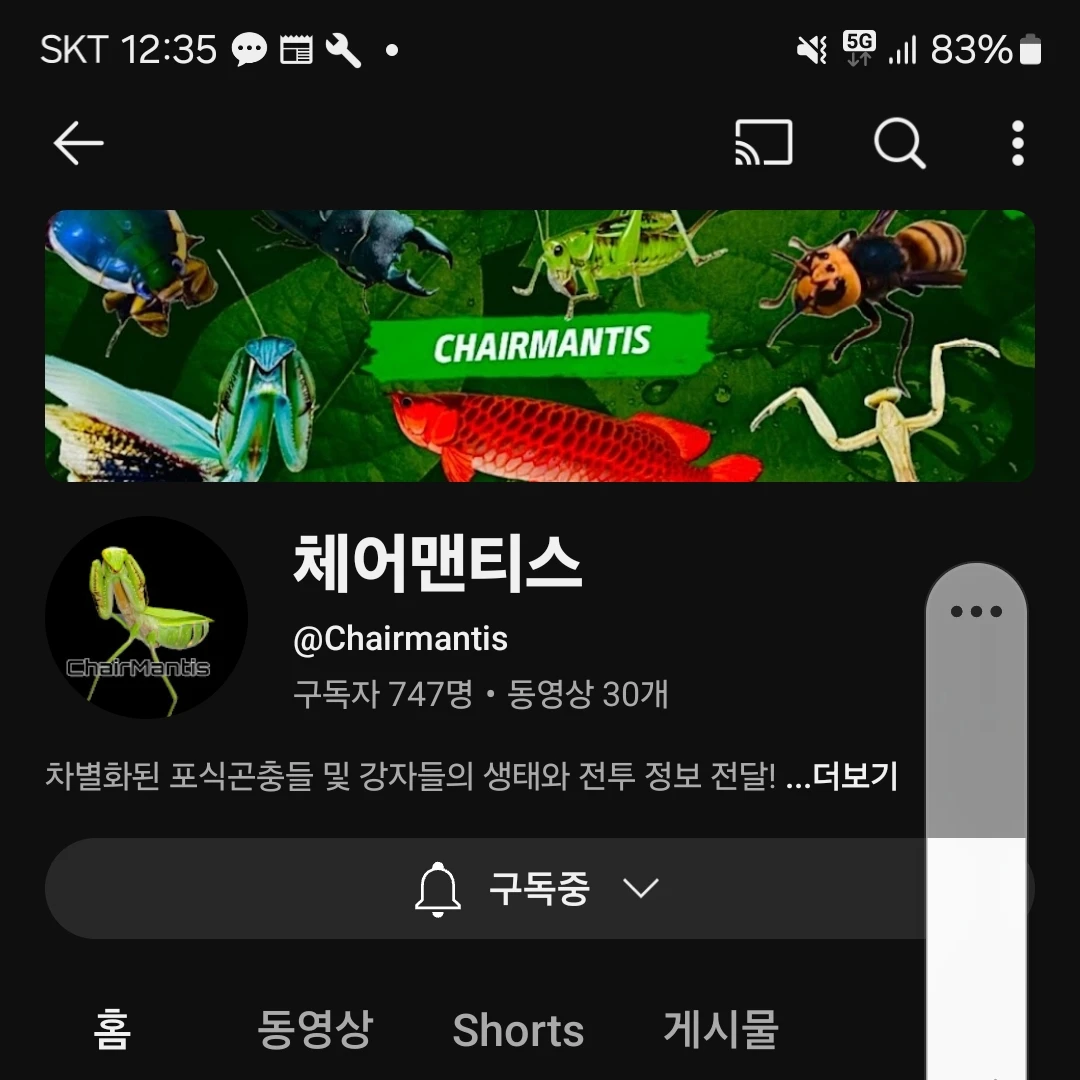 체어맨티스