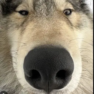 Profile image of 현늑대