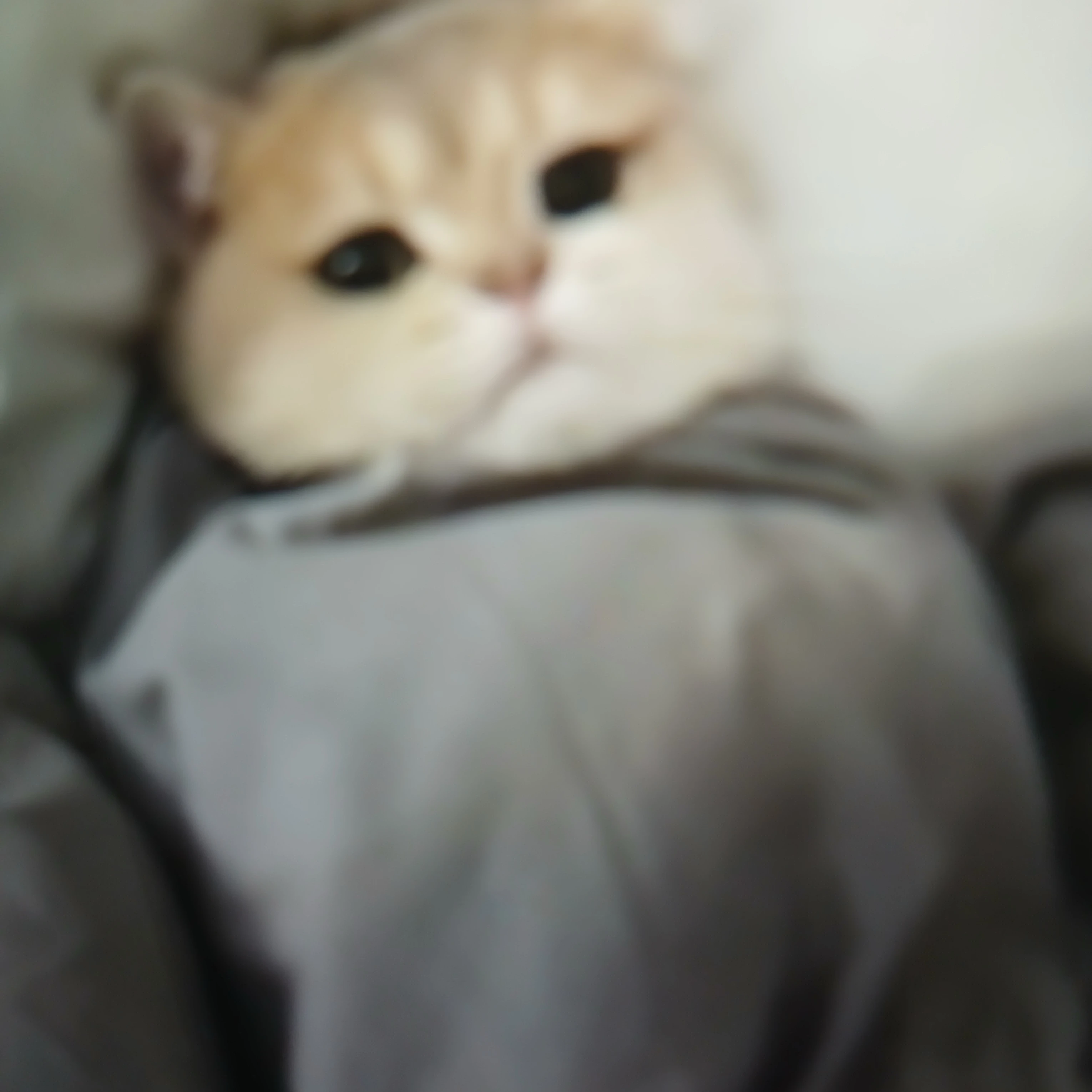 아기 고양이 수민