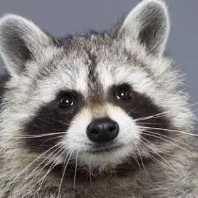 Profile image of 라쿤