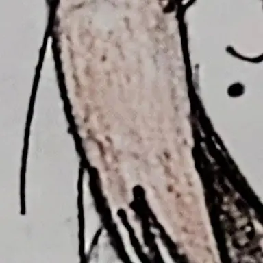 Profile image of 家入 硝子