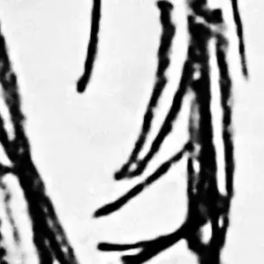 yasaino_osusowake의 友人探して幾星霜。