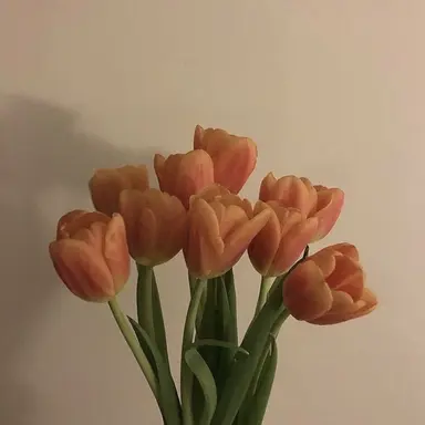 Profile image of 코마