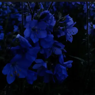 Profile image of 파이브