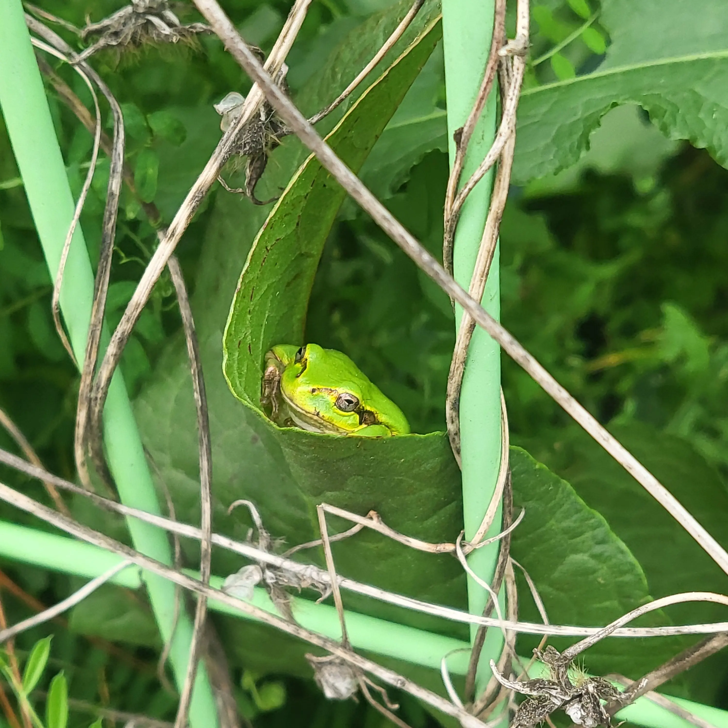 OliveChime6324의 스페이스벅스에 나오는 개구리 일당