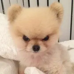 Profile image of 여우
