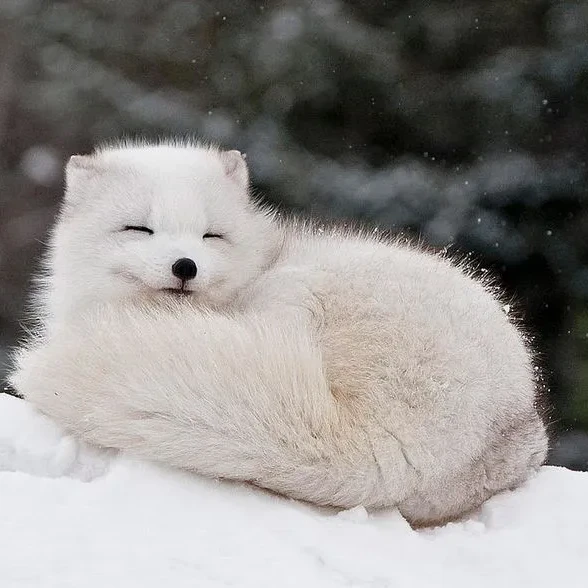 너스