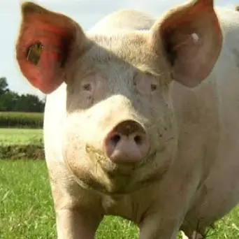 Profile image of ブ太郎